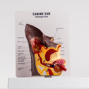 Modèle d'oreille de chien KyrenMed Modèle d'oreille canine avec oreille normale et infectée pour l'enseignement de l'anatomie canine Physiologie - Product Image 3