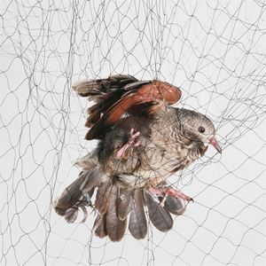 Saree Net kem với thiết kế áo - Product Image 2