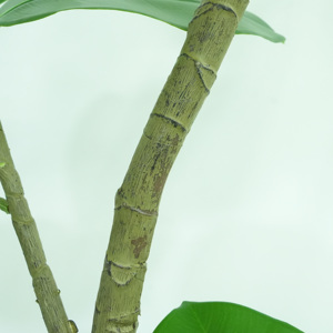 6ft הנמכר ביותר למכור עץ גדול עץ גומי ירוק מלאכותי עץ צמח פיקוס מקורה סלון עבור עיצוב משרדי bonsai - Product Image 5