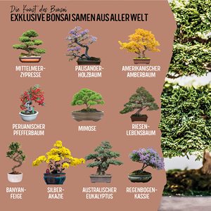 10 Bonsaïs exotiques des 5 continents Kit <span class=keywords><strong>de</strong></span> démarrage au design moderne unique pour débutants et idée cadeau - Product Image 3