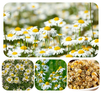 Thé aux fleurs de camomille séchées naturelles, sans caféine, en vrac, aide au sommeil, vente en gros en usine
