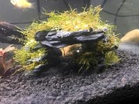 Voulosimi – Pierres d'ardoise naturelles écologiques à pH neutre pour aménagement d'aquariums, décoration de réservoirs et enclos pour amphibiens