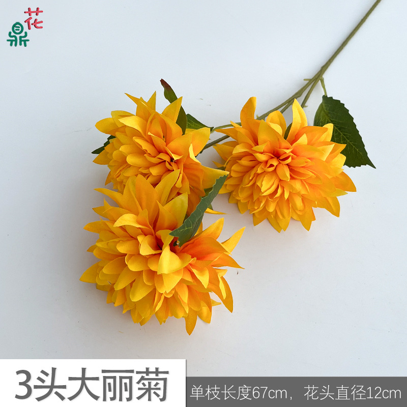 3 daliju ydh orange