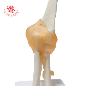 Modelo <span class=keywords><strong>de</strong></span> Educación Hip anatomía modelo <span class=keywords><strong>de</strong></span> seis conjunta modelos - Product Image 3