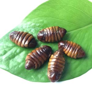 Offre Spéciale : Insectes Écologiques Riches en Protéines – Poussins de Ver à Soie Frais et Comestibles pour Alimentation des Reptiles - Product Image 2