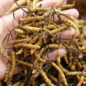 Cultivação artificial de alto custo, 3800 peças por kg, cultivo de tamanho m de <span class=keywords><strong>cordyceps</strong></span> <span class=keywords><strong>sinensis</strong></span> - Product Image 6