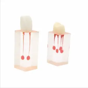 Medical science RCT exercise tooth model Dental pulp cavity exercise resin particles dental teeth model