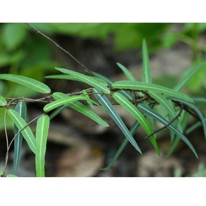 Hemidesmus Indicus pur offrant un soutien naturel à base de plantes pour la purification du sang, la détoxification, le bien-être digestif et le système immunitaire - Product Image 2