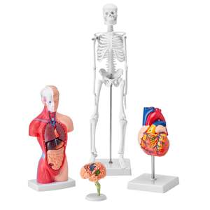 DB Wholesale Lot de 4 modèles d'anatomie humaine 3D Bundle PVC cerveau torse corps avec coeur et squelette pour une étude pratique - Product Image 1