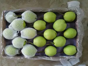 2023 New Crop Of Fresh Green Su Pear Fruits Price With 10kg Carton