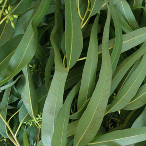 <span class=keywords><strong>Esencia</strong></span> de Hoja de <span class=keywords><strong>Eucalipto</strong></span> de Grado Alimenticio, <span class=keywords><strong>Esencia</strong></span> Soluble en Aceite Comestible - Product Image 2
