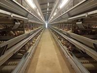 Cage à poules pondeuses de type H, cage automatique à batterie pour poules pondeuses, système de cages à plusieurs niveaux, cage à poules pondeuses en acier galvanisé pour élevage avicole