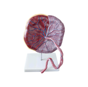 ADA-323 태반 모델 - Product Image 1