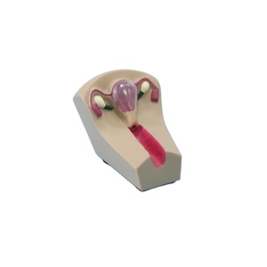 Modelo de enseñanza de la contracepción del útero femenino de PVC para la formación de Ciencias Médicas en las escuelas, modelo de enseñanza de la contracepción - Product Image 3