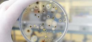 Cung cấp chuyên nghiệp nông nghiệp/thức ăn chăn nuôi/nuôi trồng thủy sản sử dụng bacillus megaterium - Product Image 2