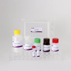 Mycobobovis antikor ELISA seti | 96T | CE sertifikalı | Sığır Serum testi - Product Image 5