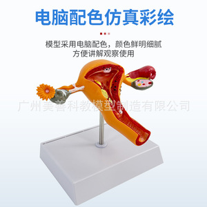 Modèle de simulation pédagogique de l'anatomie de l'utérus et des ovaires humains ; modèle d'anatomie interne reproductive féminine ; formation en gynécologie - Product Image 5
