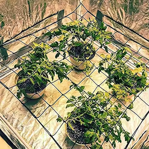 Indoor crescer tenda 2x2 3x3 4x4 5x5ft Scrog net com Heavy-Duty Metal ganchos Scrog planta sistema feito de poliéster durável - Product Image 6