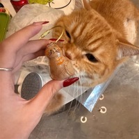 Kedi şeffaf kürk saklama kutusu-sevimli hayvan kürk topları kapsül asılı süs dekorasyon depolama ve toz önleme için