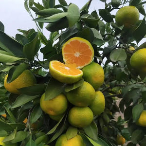 Miel de mandarine chinois de qualité supérieure, diamètre 80-90 mm, pulpe fraîche et juteuse, peu de pépins, fruit d'agrumes sucré à consommer - Product Image 2