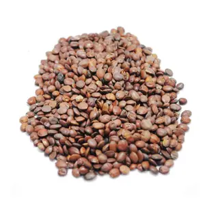 Dried Zizyphus Jujube Seeds Herbal Material For Cheap Price