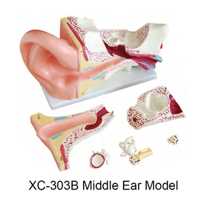 דגם אנטומיה של אוזן אנושית XC-303D, דגם לימוד אנטומי לאוזן למטרות חינוך - Product Image 4