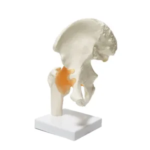 Cuộc Sống tiên tiến Kích thước con người <span class=keywords><strong>hip</strong></span> doanh giải phẫu mô hình với dây chằng - Product Image 1