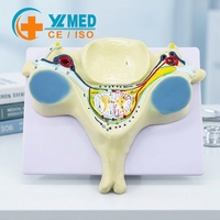 Modelo Anatómico de Sección Transversal de la Quinta Vértebra Cervical Humana YULIN, con Nervio Espinal y Médula Espinal Ampliados, Material PVC, Certificado CE