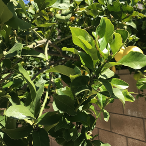 เวียดนามทำชาจากใบมะนาวแห้งเป็นชาสมุนไพรที่ทั้งราคาถูกและอร่อย - Product Image 1