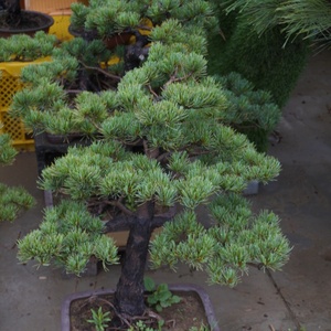 <span class=keywords><strong>Pinus</strong></span> parviflora siebold Bonsai nông nghiệp Sản phẩm đặc sản cây loài cho vườn nhà sử dụng - Product Image 2