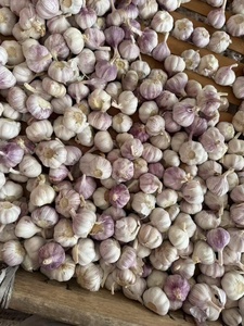 Ajo 2026, Tamaño 5.0 5.5cm, Empaque de 10kg 20kg, Marca Sinofarm, Ajo para el Mercado Africano - Product Image 1