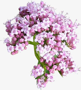 バレリアン根エキス0.8% バレリン酸粉末バルク - Product Image 6