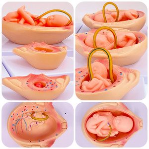 Thai nhi phát triển zm5046 - Product Image 5