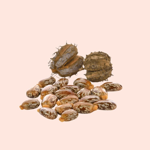 Graines de ricin naturelles entières Ricinus Communis Qualité export Graines agricoles pour l'extraction d'huile en vrac et la fabrication - Product Image 1