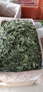 Nouvelle feuille de menthe japonaise crue séchée Sakhalin feuilles de menthe thé à vendre - Product Image 5