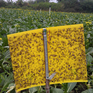 Piège à phéromones pour la mite du diamant, pour Plutella xylostella et DBM, contrôle des insectes agricoles écologique - Product Image 6