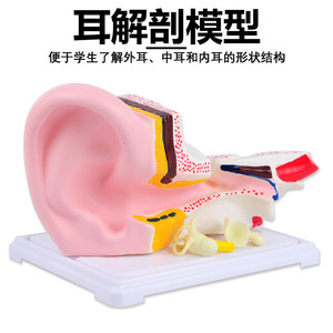 Modèle d'agrandissement de l'anatomie de l'oreille J33212 - Modèle de morphologie et de structure de l'oreille - Équipement expérimental pour les collèges et les lycées - Product Image 4