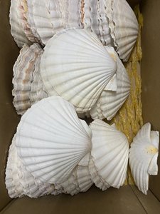 Coquillages de palourde et d'huîtres vietnamiens biologiques en vrac, coquillages sculptés sur mesure, art en coquille, lotus bleu nettoyé, Vietnam - Product Image 6
