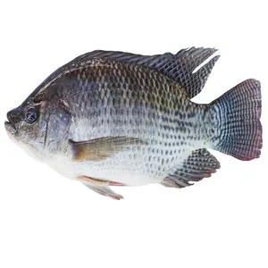 Best selling bulk natural organic frozen live tilapia fish whole from China seafood supplier