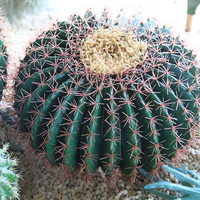 Cactus artificiel haut de gamme en PE bionique, réaliste, floqué, avec capuchon doré, grande taille, faux cactus baril d'intérieur, vente en gros
