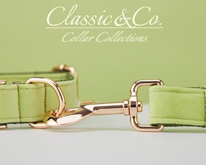 Collar y Correa Personalizados para Perro Avocado Vee con Diseño de Flor y Lazo, Placa con Nombre Grabada en Oro, Accesorio Unisex para Cachorros de Boda - Product Image 6