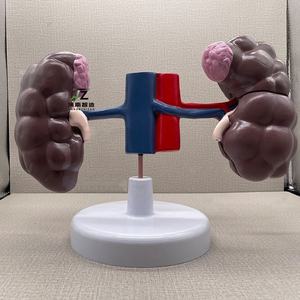 Animal avanzado PVC ganado vaca riñón modelo anatómico para la enseñanza - Product Image 1