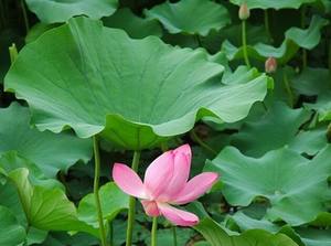 10:1天然ロータス葉エキス粉末プレミアム植物エキス - Product Image 2