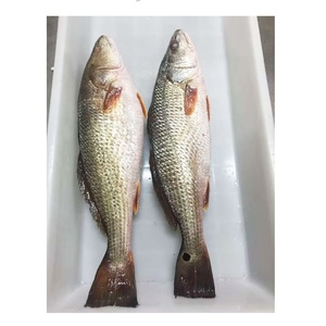 <span class=keywords><strong>Poisson</strong></span> congelé IQF IWP à <span class=keywords><strong>prix</strong></span> avantageux, <span class=keywords><strong>poisson</strong></span> rouge tambour, vente en gros, Taiseng Seafood - Product Image 2