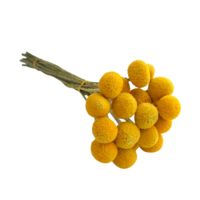 Fleurs séchées de Craspedia en gros, jaunes, pour centres de table de mariage, décoration intérieure, arrangements floraux, usine OEM