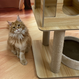 Heavy Duty <strong>Cat</strong> Tree <strong>for</strong> 25lbs <strong>Large</strong> <strong>Cats</strong> Extra Wide Platforms Sisal <strong>Scratching</strong> <strong>Posts</strong> Reinforced Wooden Frame - Product Image 6