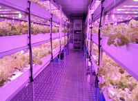 Système d'agriculture verticale hydroponique commerciale HydroBlue alimenté par l'IA, avec pompe centralisée, pour la protection de l'environnement et la culture de fraises