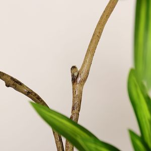 Plante artificielle en plastique Dracaena Reflexa en pot, décoration intérieure pour bureau, jardin, maison, plantes artificielles, plantes factices - Product Image 4
