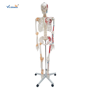 [Direct Usine] Modèle de squelette humain avec coloration musculaire, 85 cm, Matériel pédagogique anatomique, Matériau PVC - Product Image 1