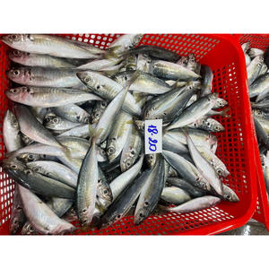 Produits de la <span class=keywords><strong>mer</strong></span> congelés : <span class=keywords><strong>Poisson</strong></span> Scad Rond, Scad Queue Jaune, Scad Rond de petite taille, Scad Rond à petits yeux, Scad Rond de pêche légère - Product Image 2